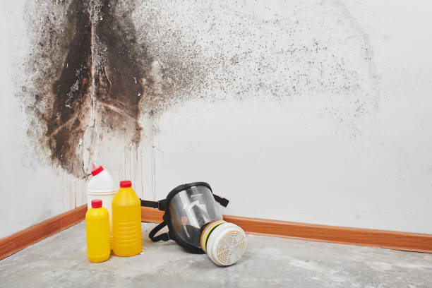 Mold Removal Process in South Corning, NY