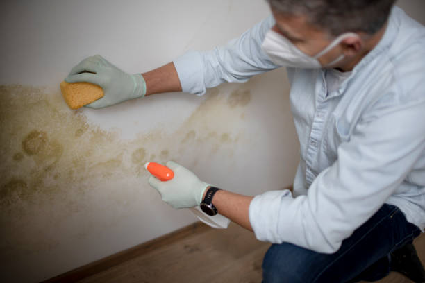 Best Professional Mold Removal  in South Corning, NY