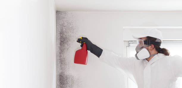 Best Toxic Mold Removal  in South Corning, NY