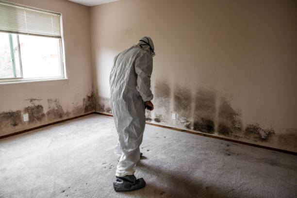 Best Fast Mold Removal  in South Corning, NY